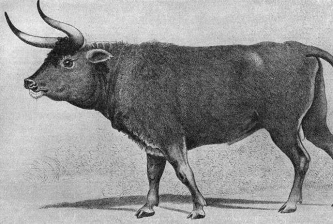Вымершее древнее животное дикий тур — предок коров и быков