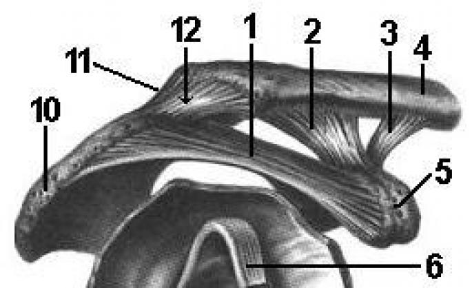 Кости верхней конечности и их соединения