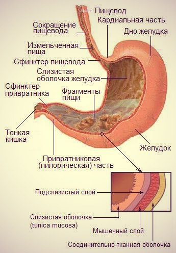 Диаметры язв. Желудок и пищевод человека. Строение пищевода и желудка. Пищевод и желудок анатомия человека. Строение желудка и пще.