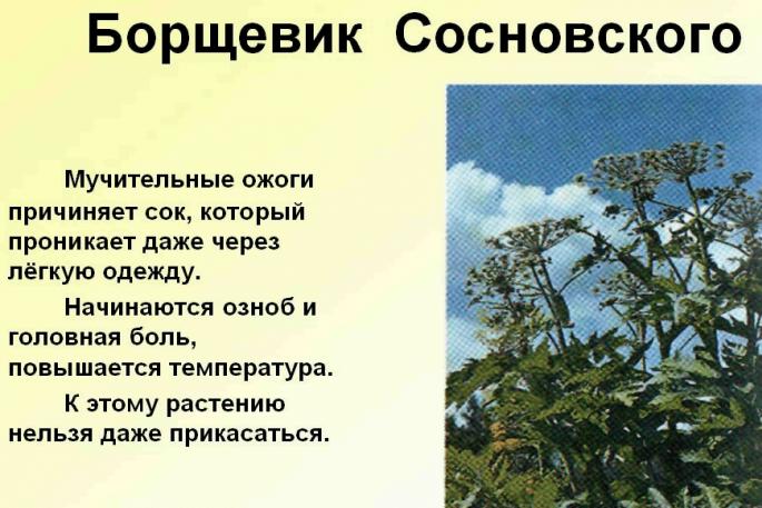 Betapa berbahayanya hogweed: dari mana asalnya di Rusia dan cara menangani tumbuhan beracun